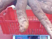 Der Maniok-Gigant von Itapúa: Bauer erntet Riesen-Knolle mit über 13 Kilo