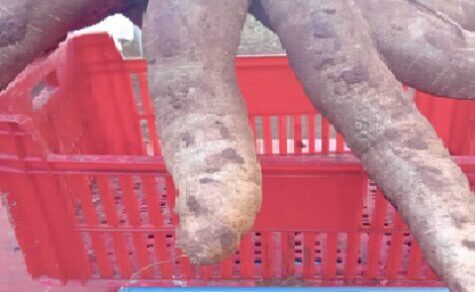 Der Maniok-Gigant von Itapúa: Bauer erntet Riesen-Knolle mit über 13 Kilo