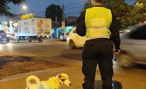 Liebling aller Schüler: Wie Rüde “Muchacho“ im Sturm die Herzen einer ganzen Stadt erobert