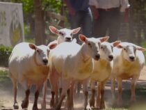 Vom Woll-Handwerk zum Gourmet-Käse: Das wohl spannendste Öko-Tourismus-Event des Jahres