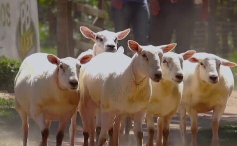 Vom Woll-Handwerk zum Gourmet-Käse: Das wohl spannendste Öko-Tourismus-Event des Jahres