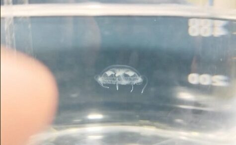 Exotische Einwanderer: FACEN erforscht die Ausbreitung der asiatischen Süßwasserqualle