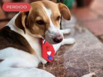 Meldung per WhatsApp und Foto: So funktioniert das neue Such-System der nationalen Tierschutzdirektion