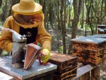 Vom Krisenprojekt zur Erfolgsgeschichte: Wenn Leidenschaft für Bienen ein Familienunternehmen schafft