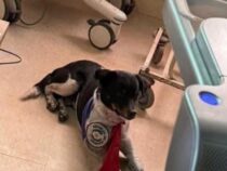 Bedingungslose Treue im Krankenhaus: Hund weicht krankem Herrchen nicht von der Seite