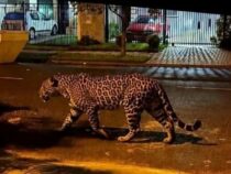 Die Rückkehr der Raubkatzen: Jaguare und Pumas erobern alte Wege im Dreiländereck zurück