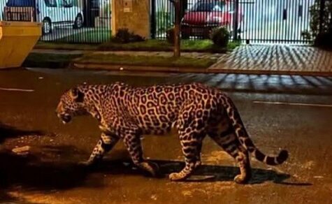 Die Rückkehr der Raubkatzen: Jaguare und Pumas erobern alte Wege im Dreiländereck zurück