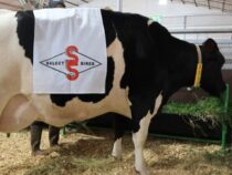 Historischer Rekord: Holstein-Kuh gibt 108,7 Liter Milch an einem Tag
