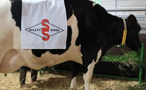 Historischer Rekord: Holstein-Kuh gibt 108,7 Liter Milch an einem Tag