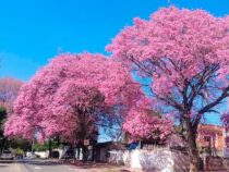 Blühende Lapachos kündigen den Frühling an