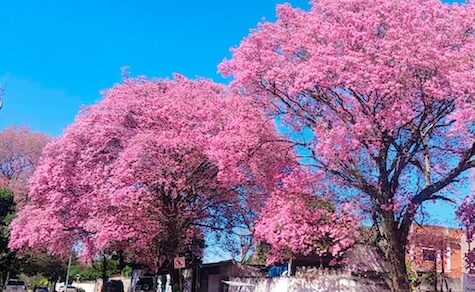 Blühende Lapachos kündigen den Frühling an