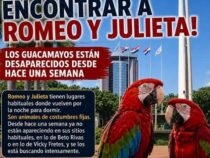 Romeo und Julia vermisst: Pfleger bitten Bevölkerung um Hilfe bei der Suche nach Papageien-Pärchen