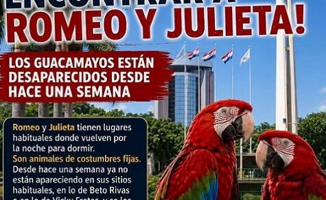Romeo und Julia vermisst: Pfleger bitten Bevölkerung um Hilfe bei der Suche nach Papageien-Pärchen
