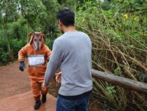 Itaipú-Umweltzentrum: Erfolgreiche Sicherheitsübung simuliert Ausbruch eines Tapirs