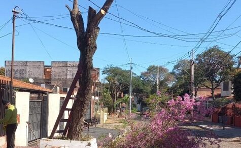 Bis zu 2.700 Tageslöhne Strafe: Stadt Asunción geht gegen ungenehmigte Baumfällungen vor