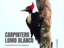 Über 730 Arten im Blick: Warum die weltweite Aviturismus-Elite im September nach Paraguay reist
