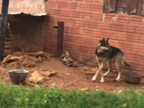 Deutsche Tierärztin schlägt Alarm: Razzia befreit völlig verwahrlosten Schäferhund