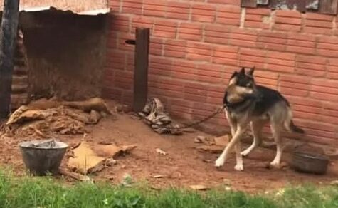 Deutsche Tierärztin schlägt Alarm: Razzia befreit völlig verwahrlosten Schäferhund