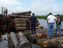 Schutz der Biodiversität: Staatliche Forstbehörde verschärft Blick auf illegalen Bauminport