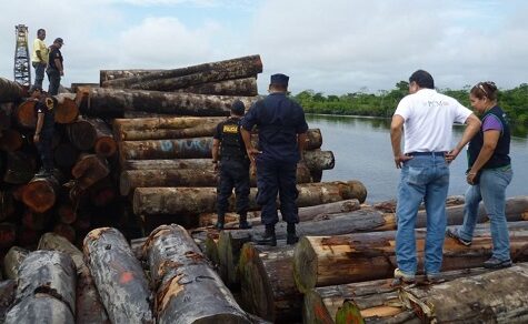 Schutz der Biodiversität: Staatliche Forstbehörde verschärft Blick auf illegalen Bauminport