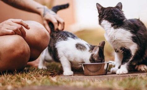 Vorbereitung auf “El Niño“: Temporäres Tierheim ab Ende August geplant