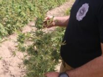 High-Tech-Plantagencamp ausgehoben: Drogenfahnder entdecken Marihuana-Zucht mit WLAN und Hydrokultur