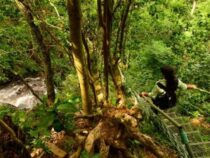 Justiz trifft Naturschutz: Grünes Abkommen zur Bewahrung von 64.000 Hektar Reservat