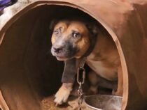 An der Kette in einer Blechtonne gefangen: Polizei rettet Pitbull “Rocky“ vor Tierquäler