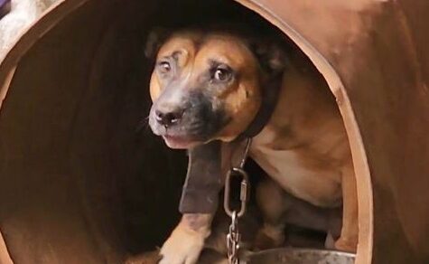 An der Kette in einer Blechtonne gefangen: Polizei rettet Pitbull “Rocky“ vor Tierquäler