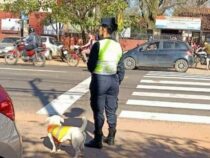 Ein Auge Blau, eines Braun: Dieser Polizeihund auf Teilzeit ist der Star von Capiatá