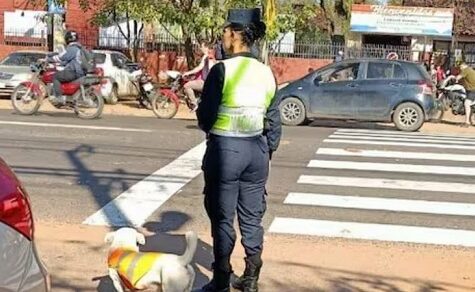 Ein Auge Blau, eines Braun: Dieser Polizeihund auf Teilzeit ist der Star von Capiatá