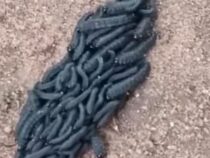 Bote der Hungersnot? Ein kleiner Wurm und ein großer Aberglaube