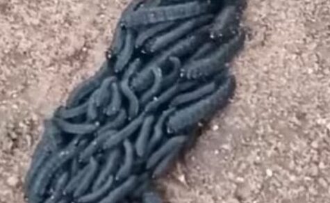 Bote der Hungersnot? Ein kleiner Wurm und ein großer Aberglaube