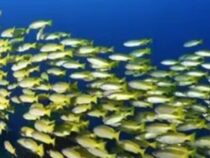 Keine ungeprüften Gerüchte teilen: Umweltministerium fordert Auskunftssicherheit bei Fischbeständen im Paraná