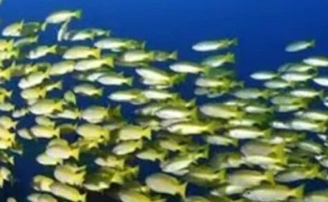 Keine ungeprüften Gerüchte teilen: Umweltministerium fordert Auskunftssicherheit bei Fischbeständen im Paraná