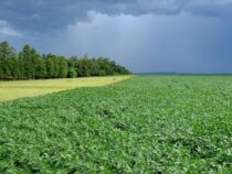 Die Rückkehr der Lebensmittelinflation: Doppelte Agrarkrise verteuert Grundnahrungsmittel