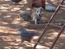 Verletzungen an Hals und Gliedmaßen: Zehnjähriger von Hund attackiert – Halter droht Untersuchungshaft