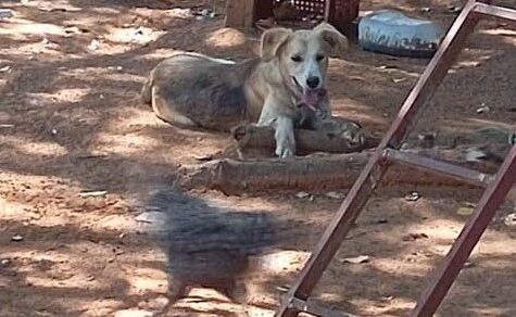 Verletzungen an Hals und Gliedmaßen: Zehnjähriger von Hund attackiert – Halter droht Untersuchungshaft