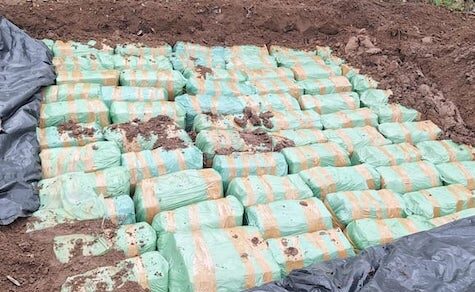 Keine unbedeutende Menge: 30 Tonnen Marihuana beschlagnahmt