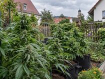 Outdoor-Cannabissamen: Welche genetischen Eigenschaften sind in Deutschland wichtig?