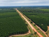 Grünes Signal für Paracel: Verra registriert Forstprojekt und gibt 191.800 CO₂-Zertifikate frei