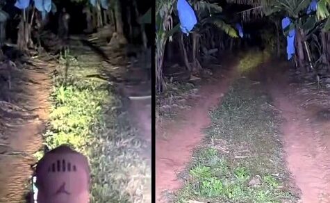 Jagd auf den Pombero: Was steckt wirklich hinter dem TikTok-Phänomen aus der Bananenplantage?