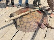 Rekordfang im Departement Ñeembucú: 90 Kilogramm schwerer Süßwasserrochen aus dem Rio Paraguay gezogen