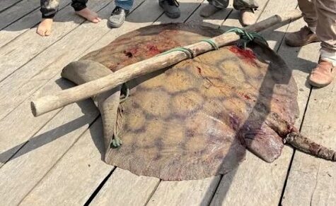 Rekordfang im Departement Ñeembucú: 90 Kilogramm schwerer Süßwasserrochen aus dem Rio Paraguay gezogen