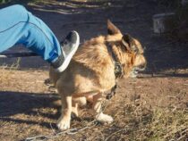 Nach Welle der Empörung: Strafrechtler will Schlupflöcher bei Tiermissbrauch schließen