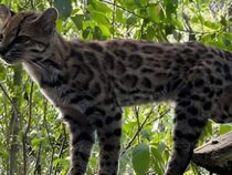 Biologische Premiere im Chaco-Einzugsgebiet: Forscher beschreiben erstmals seit 100 Jahren neue Wildkatze