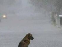 Verpflichtender Schutz bei Regen: Tierschutzbehörde erinnert an gesetzliche Halterpflichten