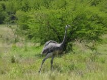 Südamerikas Laufvogel-Gigant: Der Nandu im Porträt – Biologie, Verhalten und Bedrohung