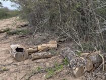 Umweltschutz auf dem Papier? Streit um illegale Holzfällungen im Chaco Paraguays