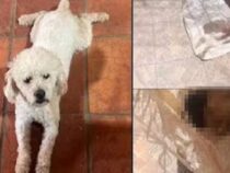 Urteil nach Erpressungsversuch: Haftstrafe für Mann nach tödlichem Angriff auf Nachbarshund